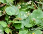 Hydrocotyle umbellata image