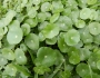 Hydrocotyle verticillata image