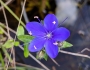 Hydrolea corymbosa image