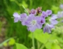 Hydrophyllum appendiculatum image