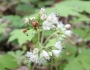 Hydrophyllum canadense image