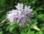 Hydrophyllum virginianum image