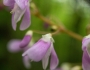 Hylodesmum nudiflorum image