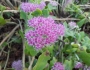 Sedum telephium image