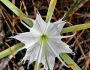 Hymenocallis palmeri image