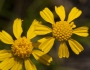 Hymenoxys richardsonii image