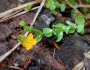 Hypericum anagalloides image