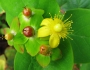 Hypericum androsaemum image