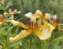 Hypericum ascyron image