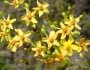 Hypericum cistifolium image
