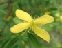 Hypericum crux-andreae image