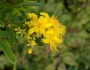 Hypericum densiflorum image