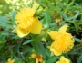Hypericum frondosum image
