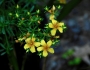 Hypericum galioides image