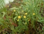 Hypericum gentianoides image