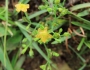 Hypericum japonicum image