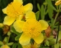 Hypericum kalmianum image