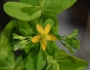 Hypericum mutilum image