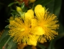 Hypericum prolificum image