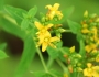 Hypericum punctatum image