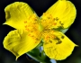 Hypericum tetrapetalum image