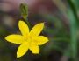 Hypoxis hirsuta image