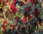 Idesia polycarpa image