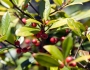 Ilex ×attenuata image