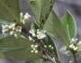 Ilex coriacea image