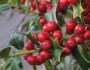 Ilex cornuta image