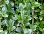 Ilex crenata image