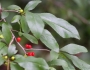 Ilex decidua image