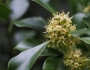Ilex integra image