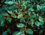 Ilex laevigata image