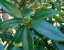 Ilex latifolia image