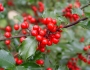 Ilex ×meserveae image