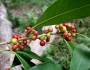 Ilex mitis image
