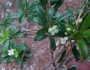 Ilex myrtifolia image