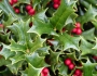 Ilex opaca image