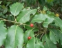 Ilex pedunculosa image