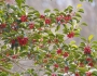 Ilex rotunda image