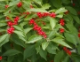 Ilex verticillata image