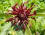 Illicium floridanum image