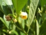 Illicium parviflorum image