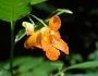 Impatiens capensis image
