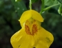 Impatiens pallida image