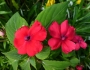 Impatiens walleriana image