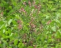 Indigofera bungeana image