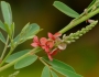 Indigofera suffruticosa image