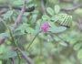 Indigofera tinctoria image